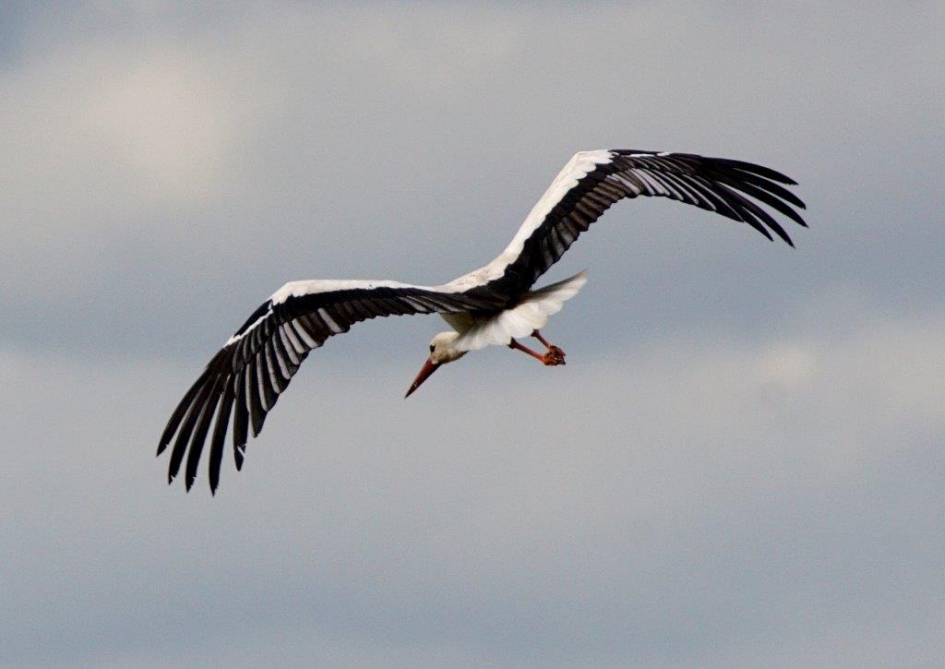 Achter blijver - Vogels - ooievaar