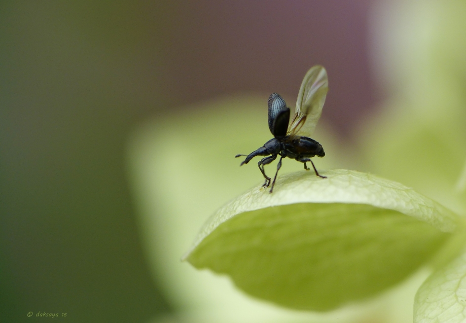 Aju! - Geleedpotigen - 