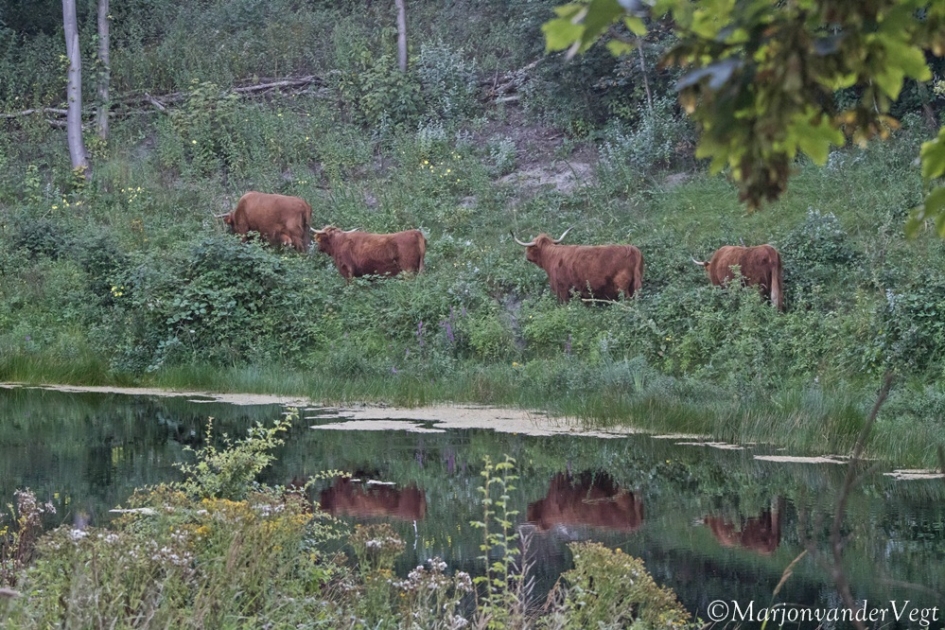 All in the family - Zoogdieren - Schotse Hooglanders
