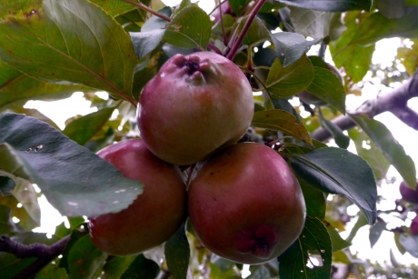 Appeltjes
