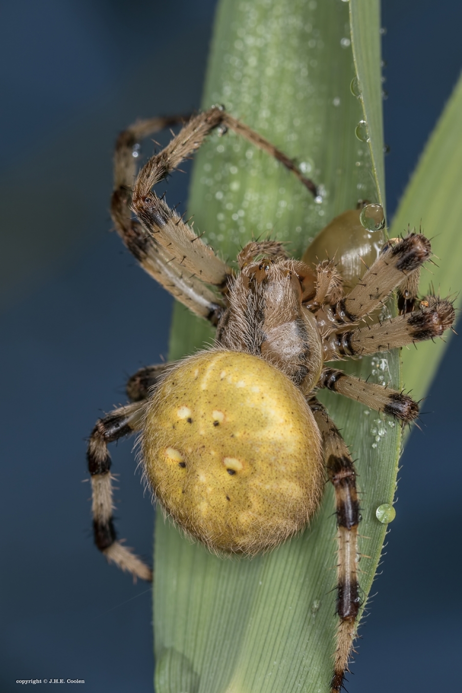 Araneus quadratus - Geleedpotigen - Wielwebspin