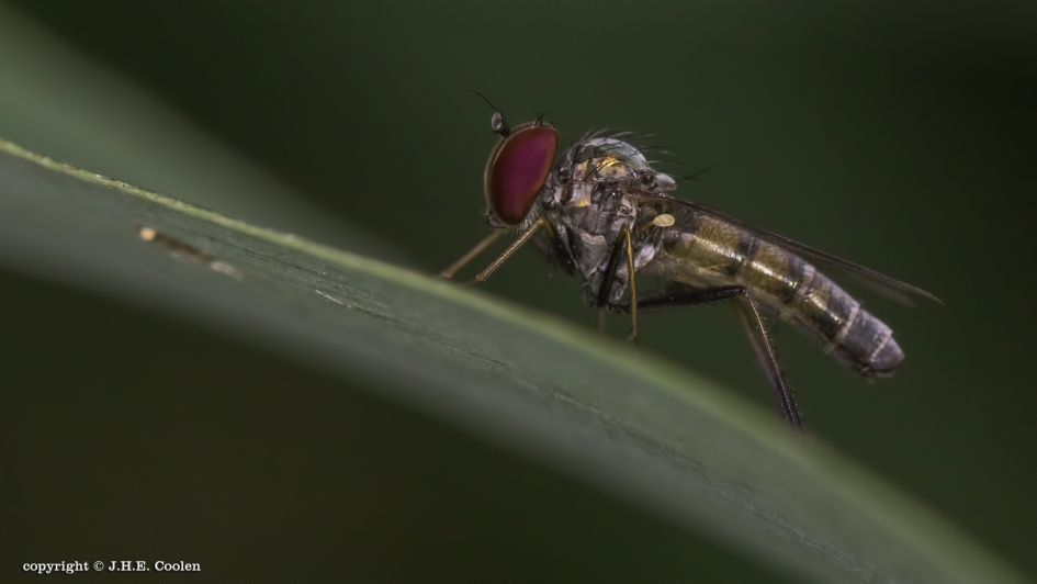Argyra diaphana (slankpootvlieg) - Geleedpotigen - Slankpootvlieg