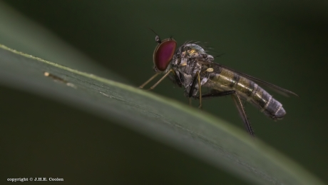 Argyra diaphana (slankpootvlieg)