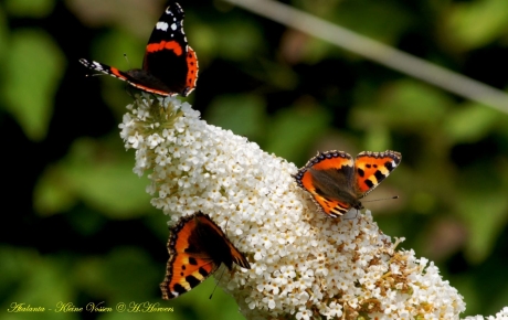 Atalanta - Kleine Vossen