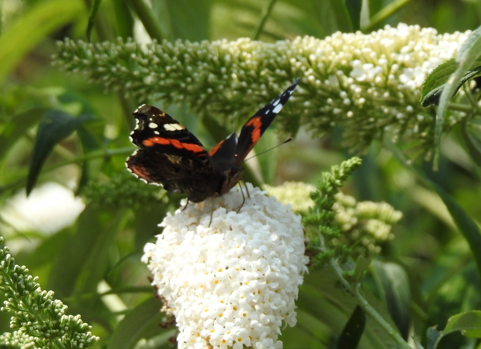Atalanta - Geleedpotigen - Atalanta