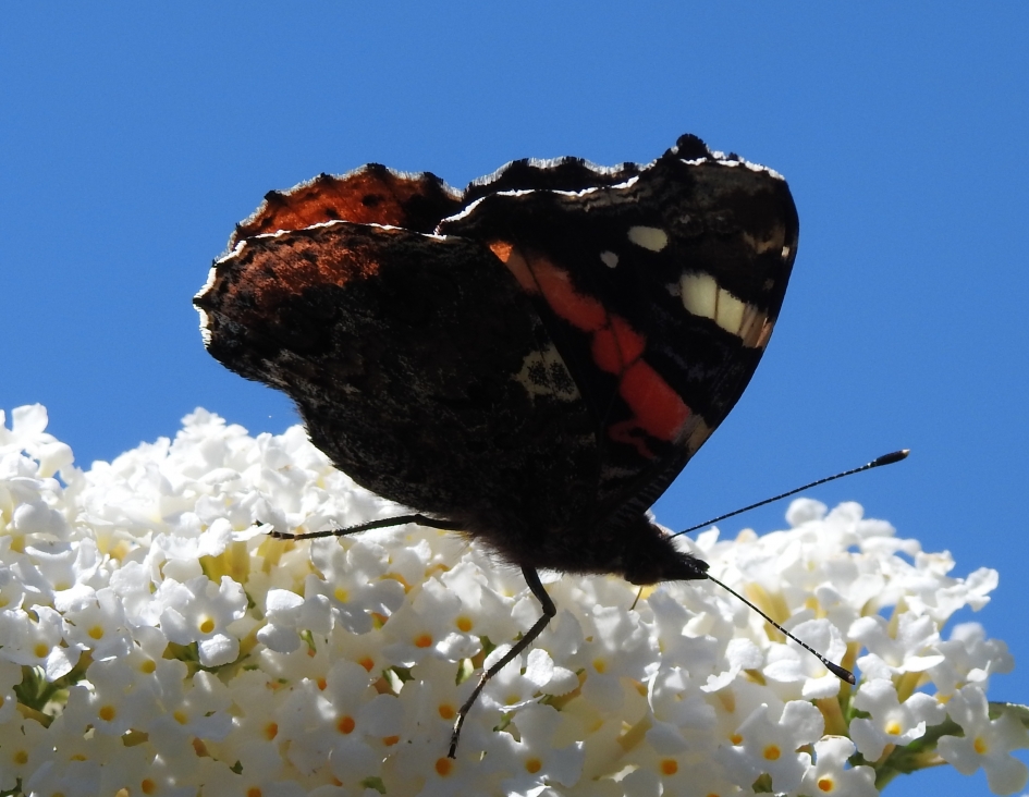 Atalanta in eigen vlinderstruiken2 - Geleedpotigen - Atalanta