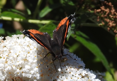 Atalanta in eigen vlinderstruiken3
