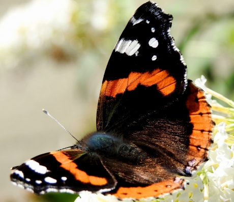 Atalanta in eigen vlinderstruiken