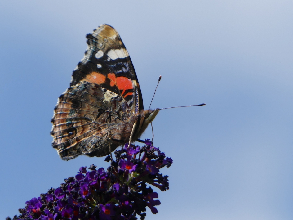 Atalanta op vlinderstruik. - Geleedpotigen - Atalanta