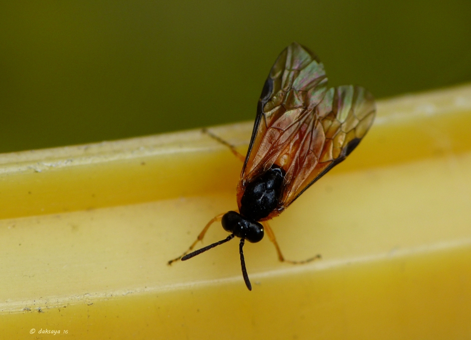 Athalia spec. - Geleedpotigen - Bladwesp