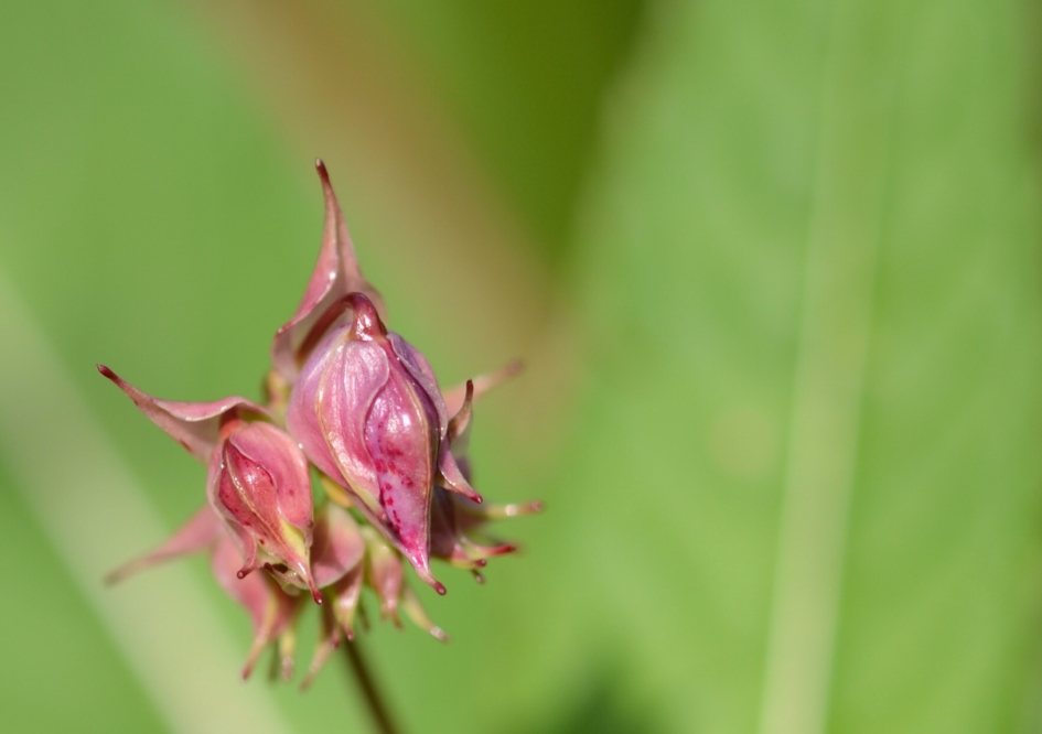 Balsemien - Planten - Balsemien