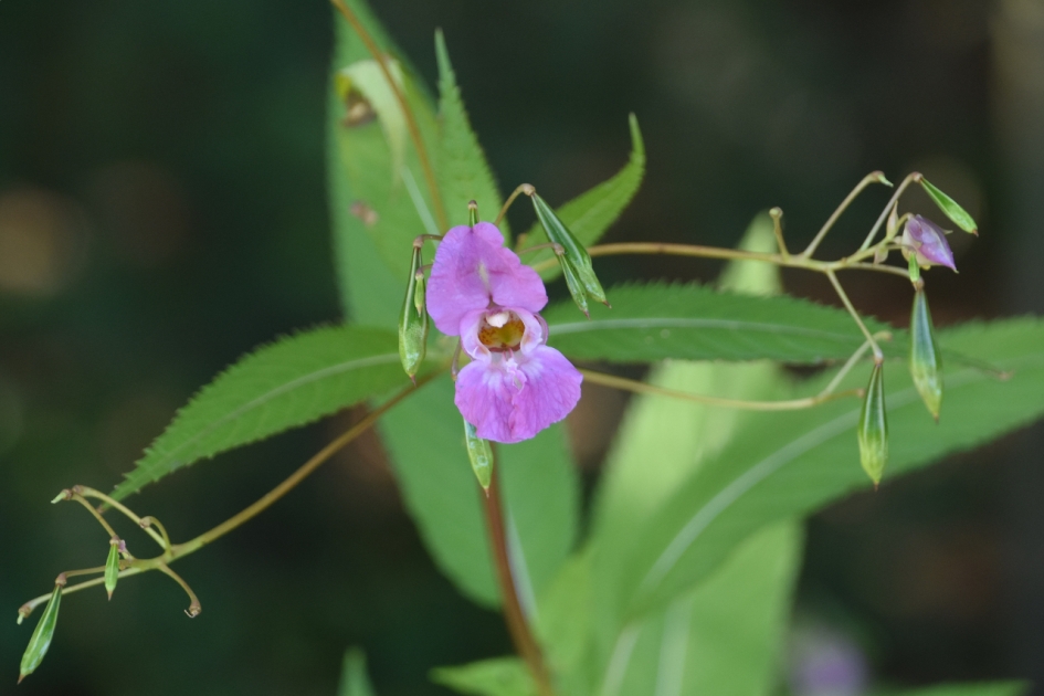 Balsemientje - Planten - 
