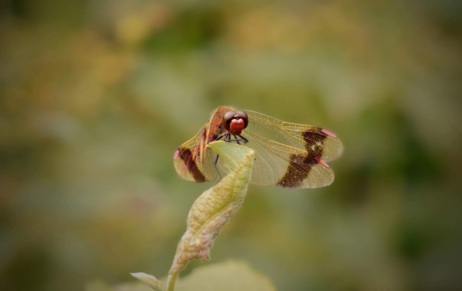 Bandheidelibel - Geleedpotigen - Bandheidelibel