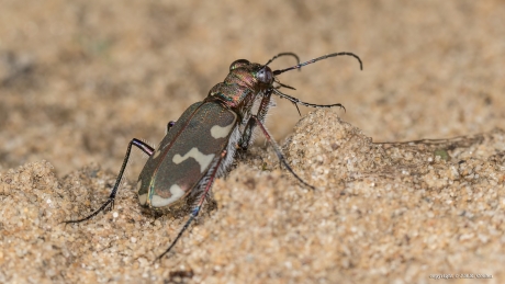 Bastaard Zandloopkever