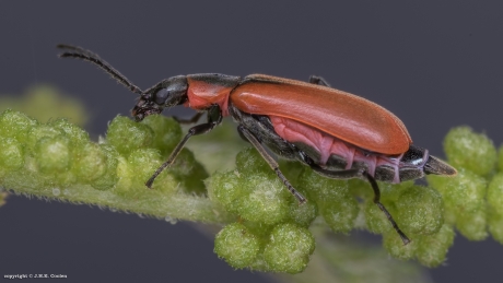 Basterdweekschildkever (Anthocomus rufus)