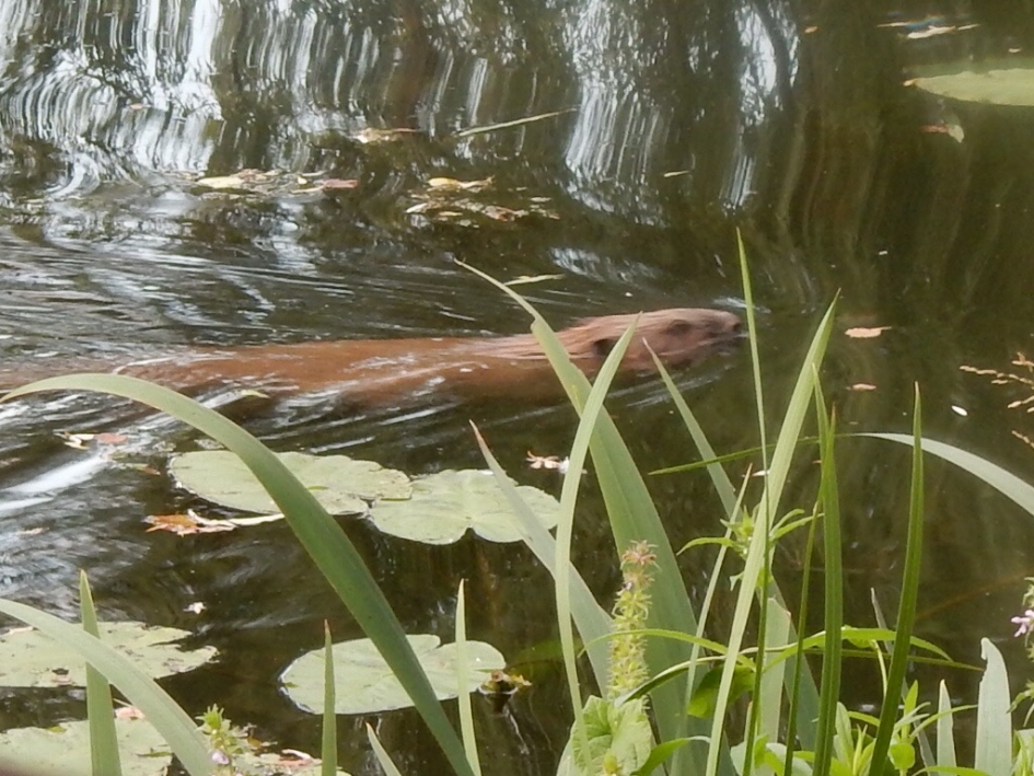 Bever - Zoogdieren - Bever