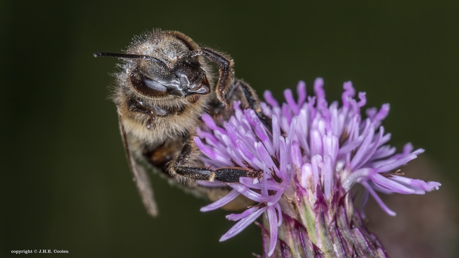 Bezige bij - Geleedpotigen - Bij