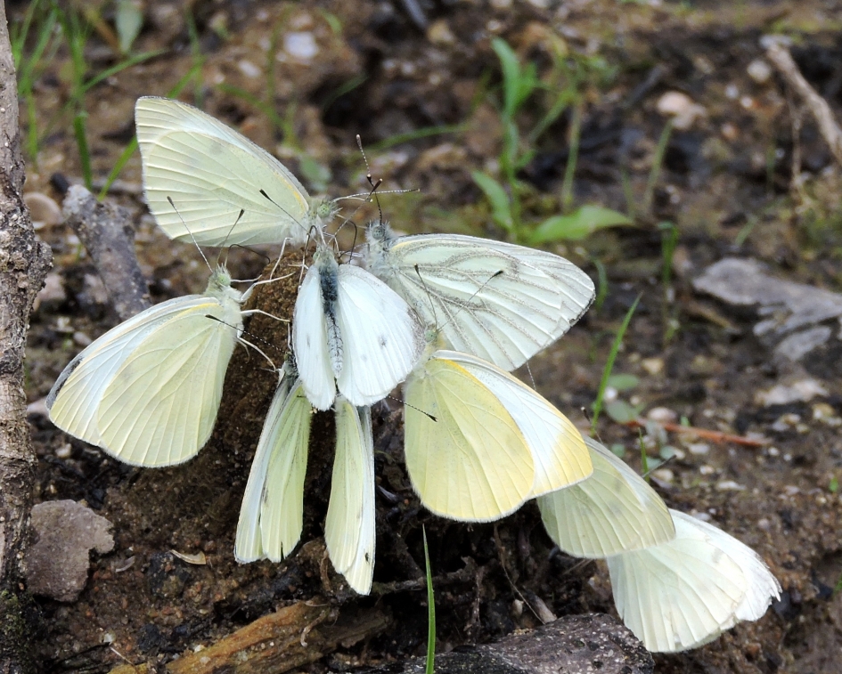 Bijeenkomst - Geleedpotigen - Klein koolwitje/ klein geaderd witje