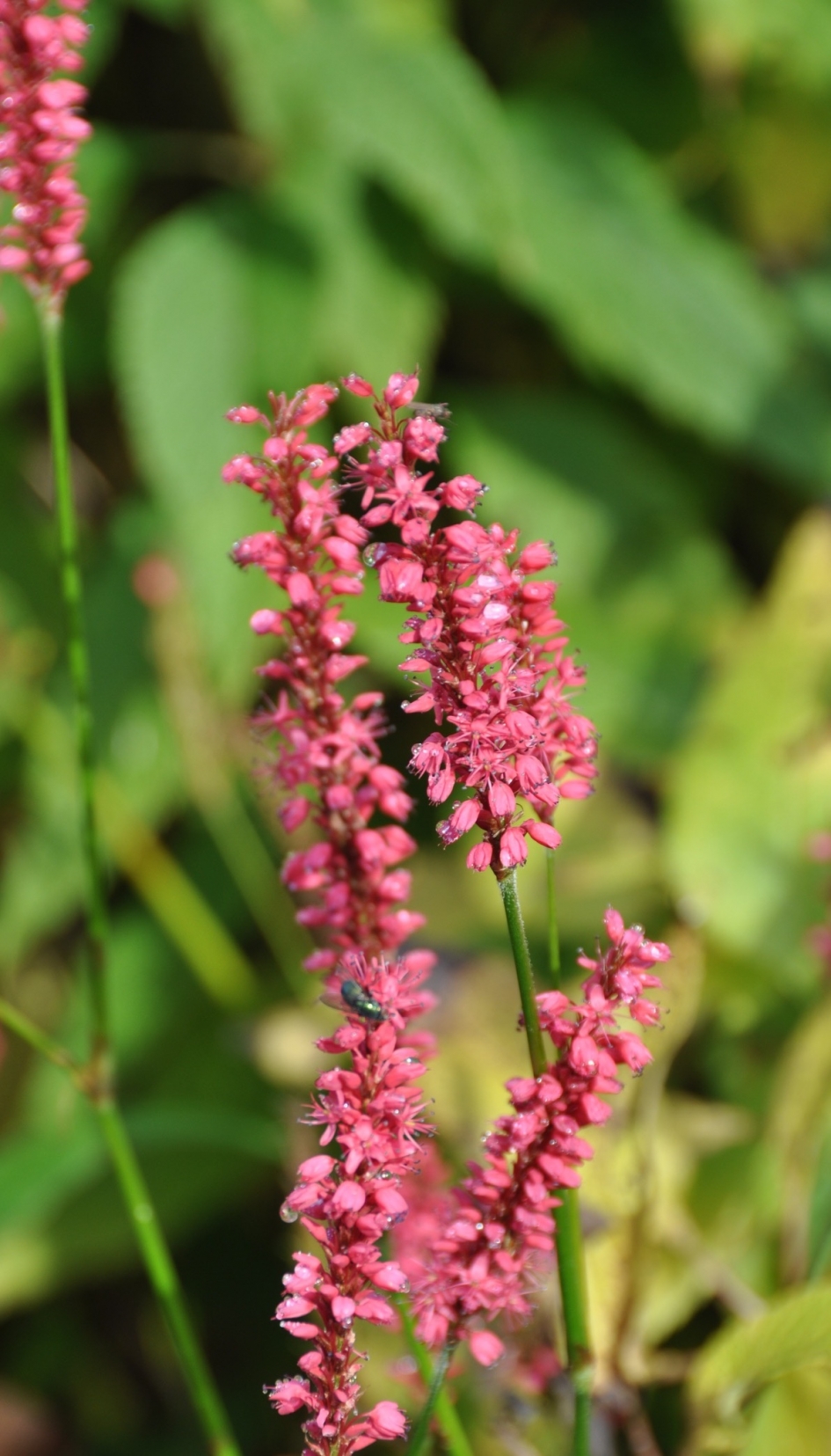 Bijzonder - Planten - 