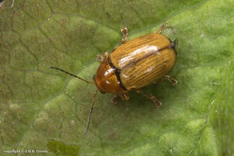 Bladhaantje  (Cryptocephalus populi)