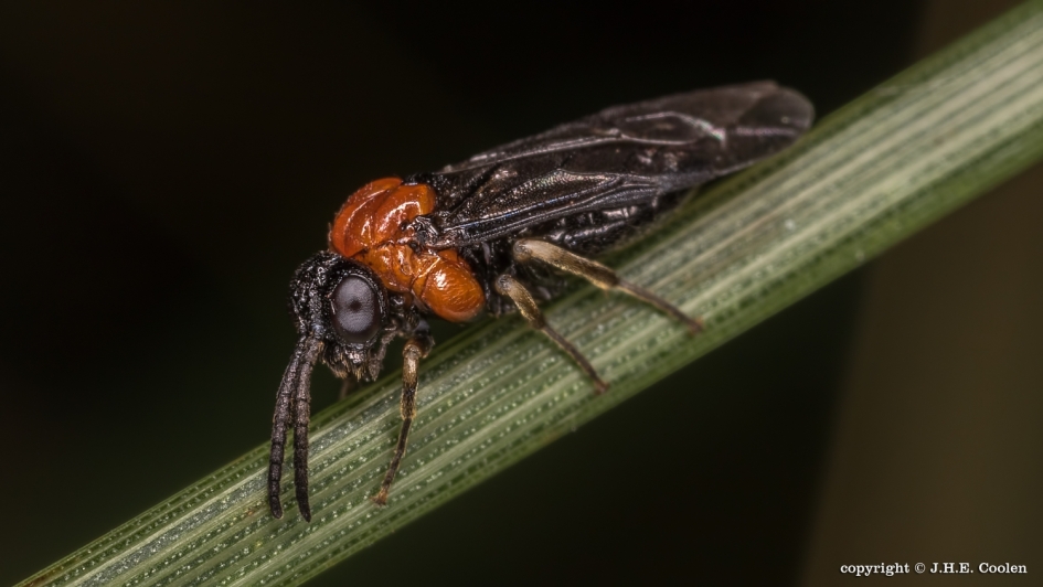 Bladwesp (Eutomostethus ephippium) - Geleedpotigen - Bladwesp