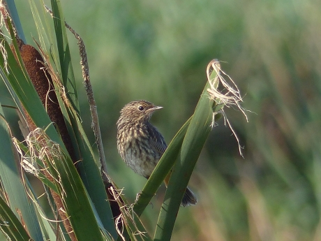Blauwborst juveniel