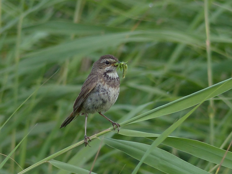 Blauwborst vrouw - Vogels - Blauwborst