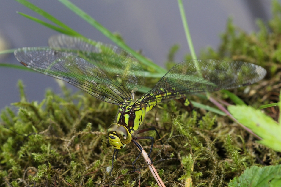 Blauwe glazenmaker ... ja, is groen! - Geleedpotigen - Blauwe glazenmaker