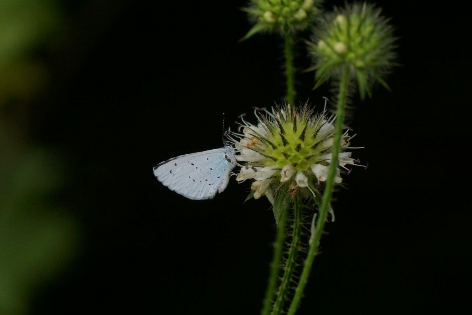 boom Blauwtje - Geleedpotigen - Icaris blauwtje