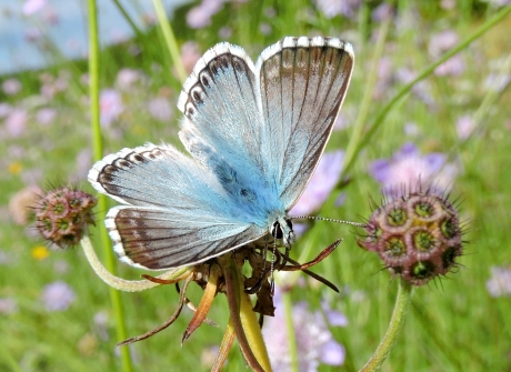 Bleekjes uitgevallen