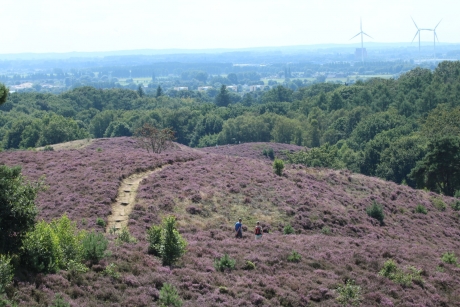 Bloeiende Heide