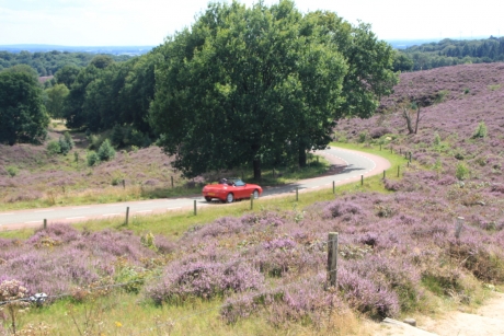 Bloeiende heide