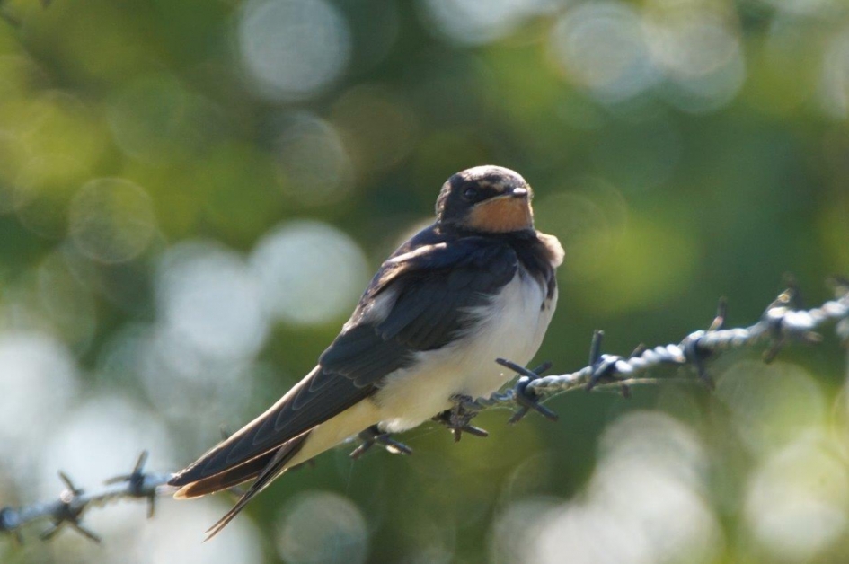 boeren zwaluw - Vogels - Boeren zwaluw
