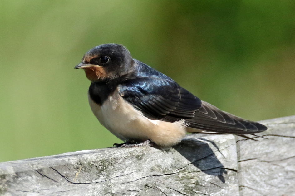 Boerenzwaluw - Vogels - 