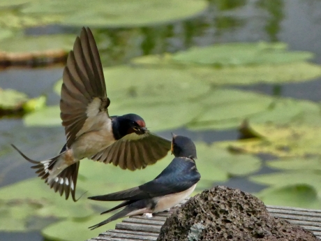 Boerenzwaluw voert jong