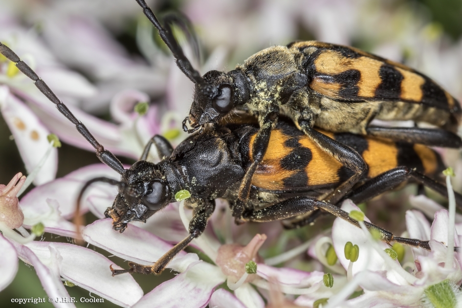 Bokkenrijder(s) - Geleedpotigen - gevlekte smalboktor