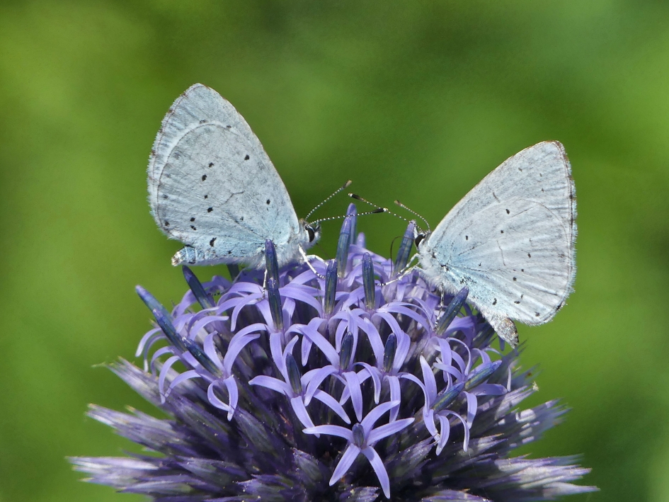 Boomblauwtjes - Geleedpotigen - Boomblauwtjes