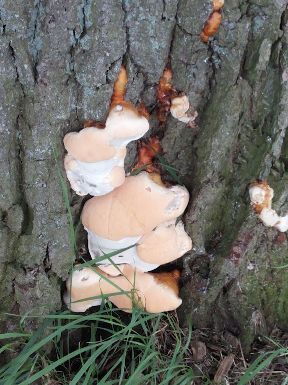 Boomzwam of kadetjes? - Schimmels - Harslakzwam