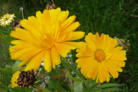 Braziliaanse kleuren