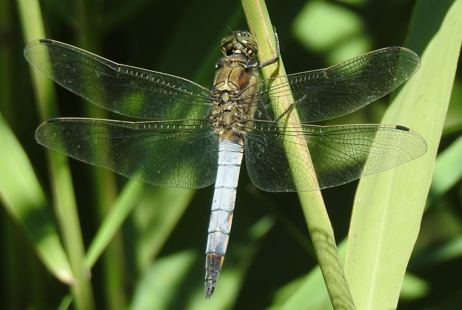 Gewone oeverlibel; man - Geleedpotigen - Gewone oeverlibel