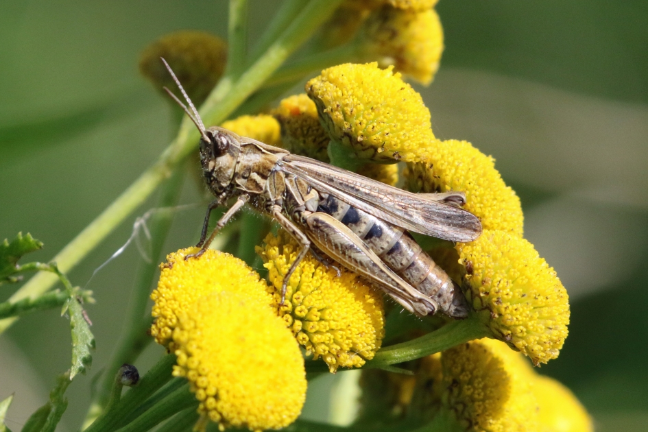 Bruine sprinkhaan - Geleedpotigen - 