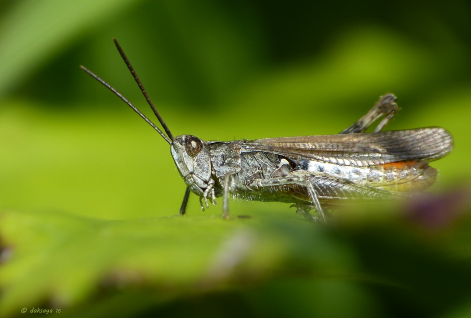 Bruine sprinkhaan - Geleedpotigen - Bruine sprinkhaan