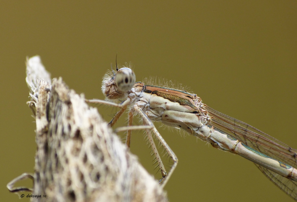 Bruine winterjuffer - Geleedpotigen - 