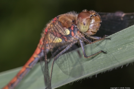 Bruinrode heidelibel
