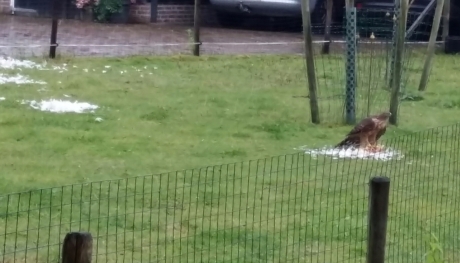 Buizerd aan het ontbijt