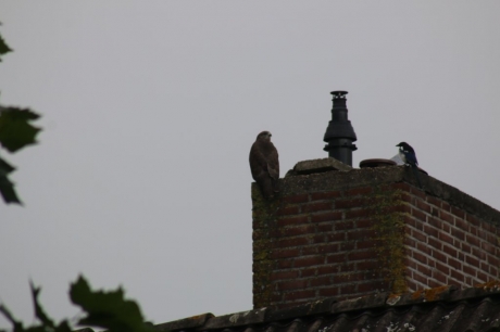 Buizerd en Ekster delen samen de schoorsteen