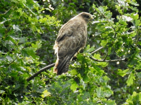 Buizerd in eikenboom