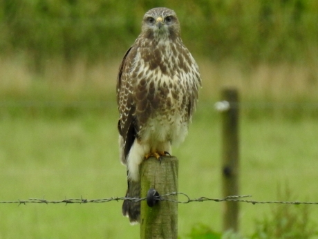 Buizerd kijkt me aan