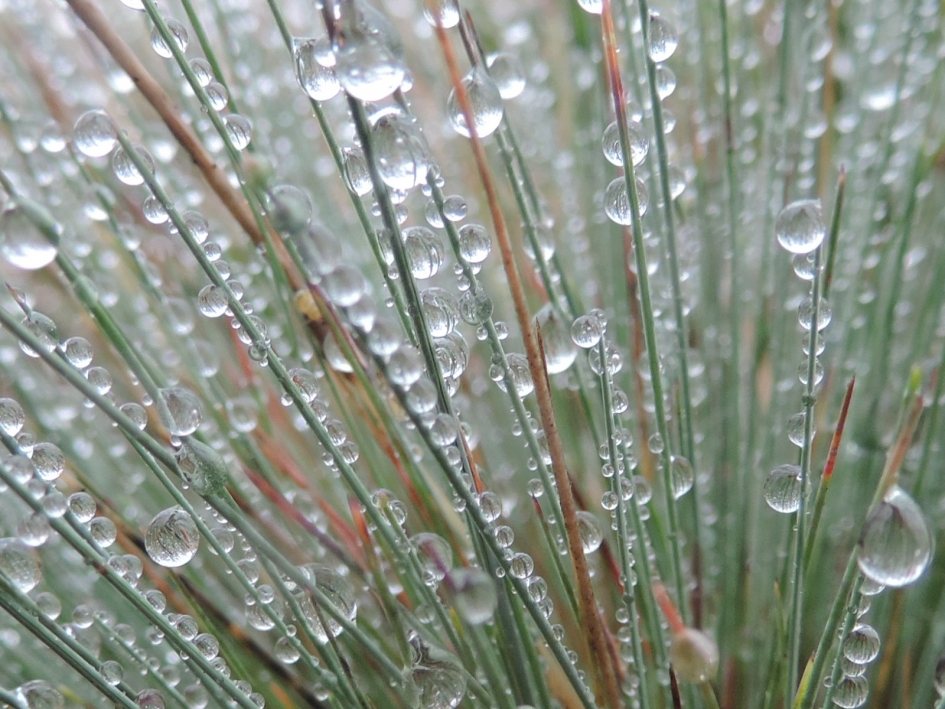 Buntgras in de regen - Planten - Buntgras