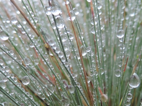 Buntgras in de regen